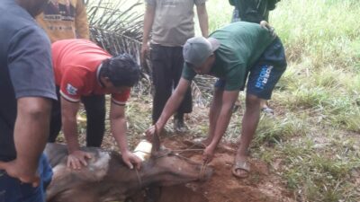 Hari Raya Idul Adha, PT HLTC Gelar Qurban Sapi