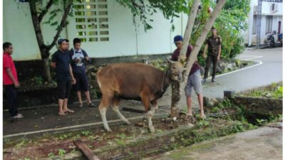 Kejari Luwu Timur Kurban 1 Sapi 2 Kambing Pada Idul Adha 1443 H